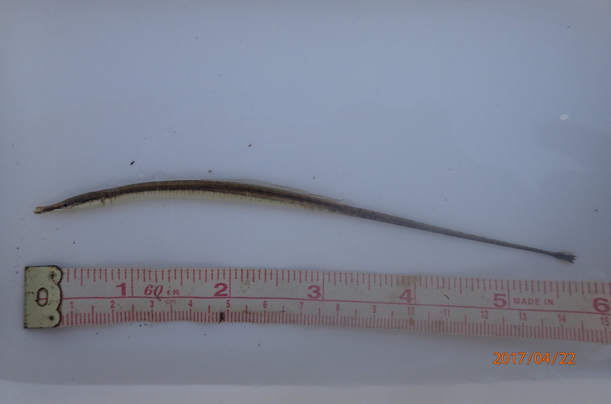 species photo
