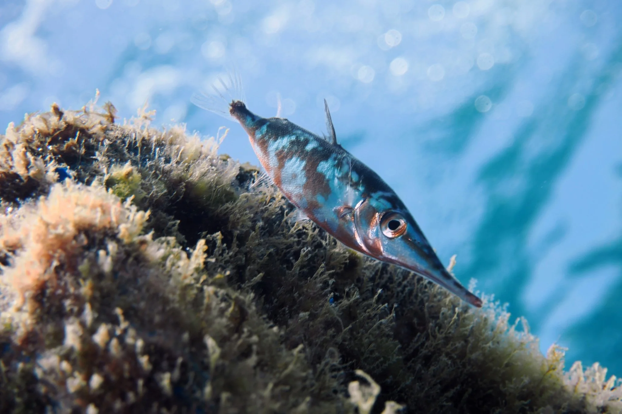 m_gracilis_lewisthediver_inat