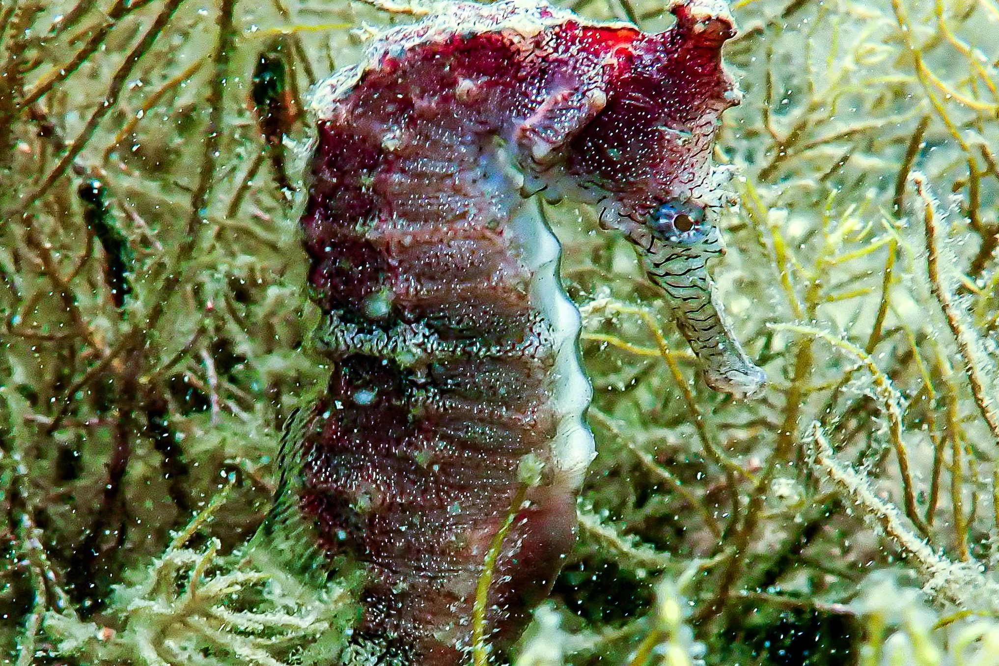 species photo