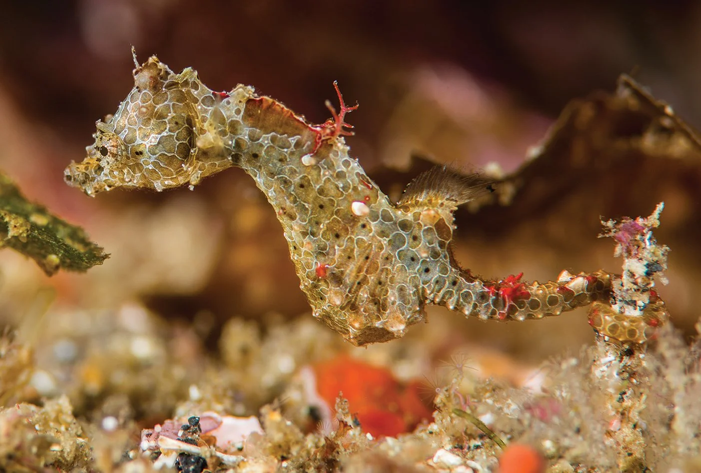 species photo