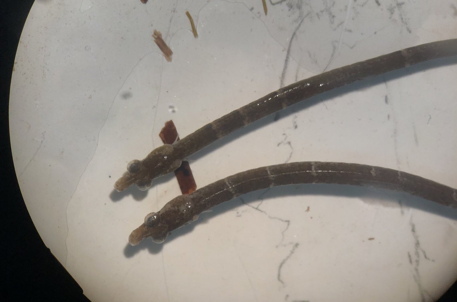 species photo