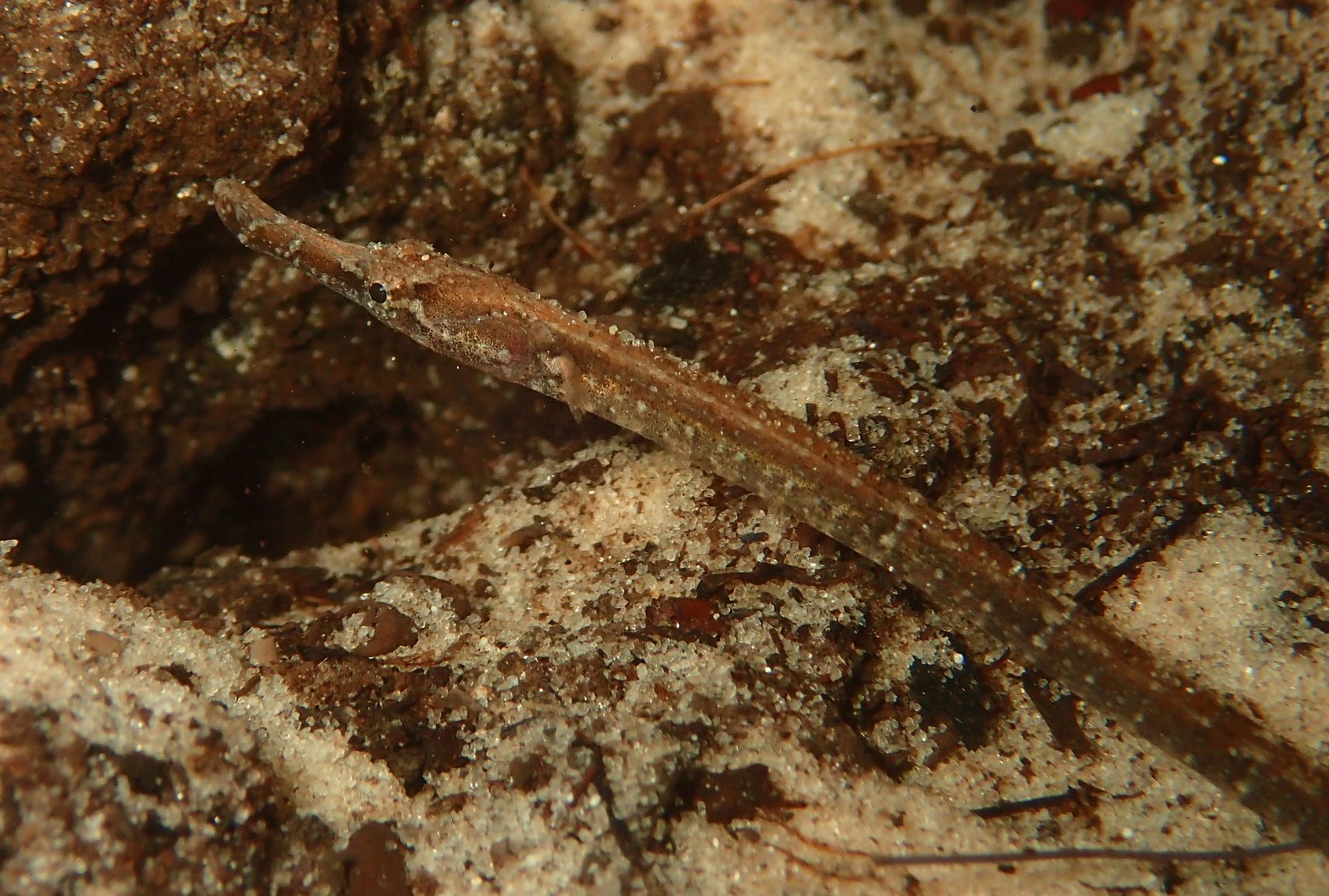 species photo