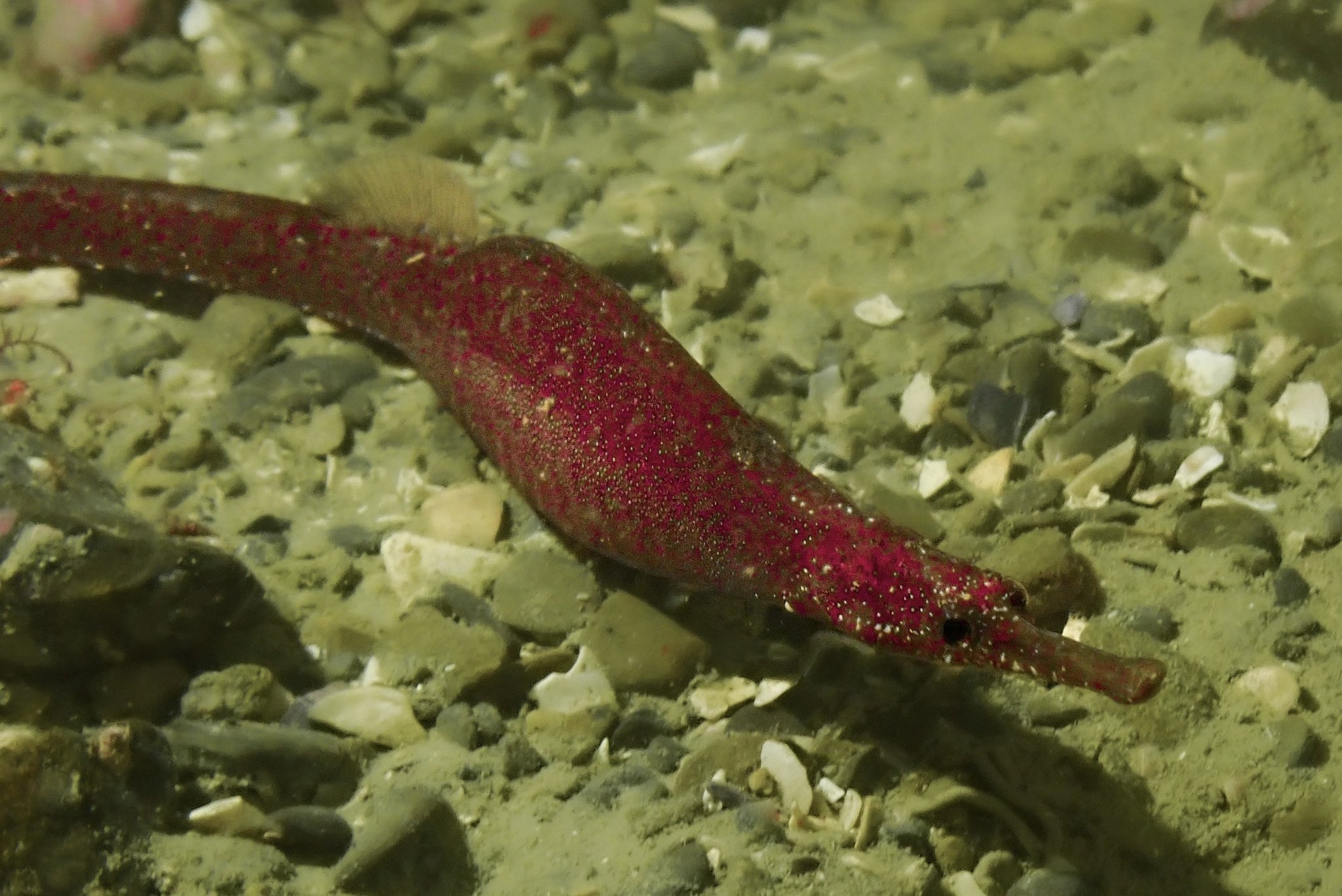species photo