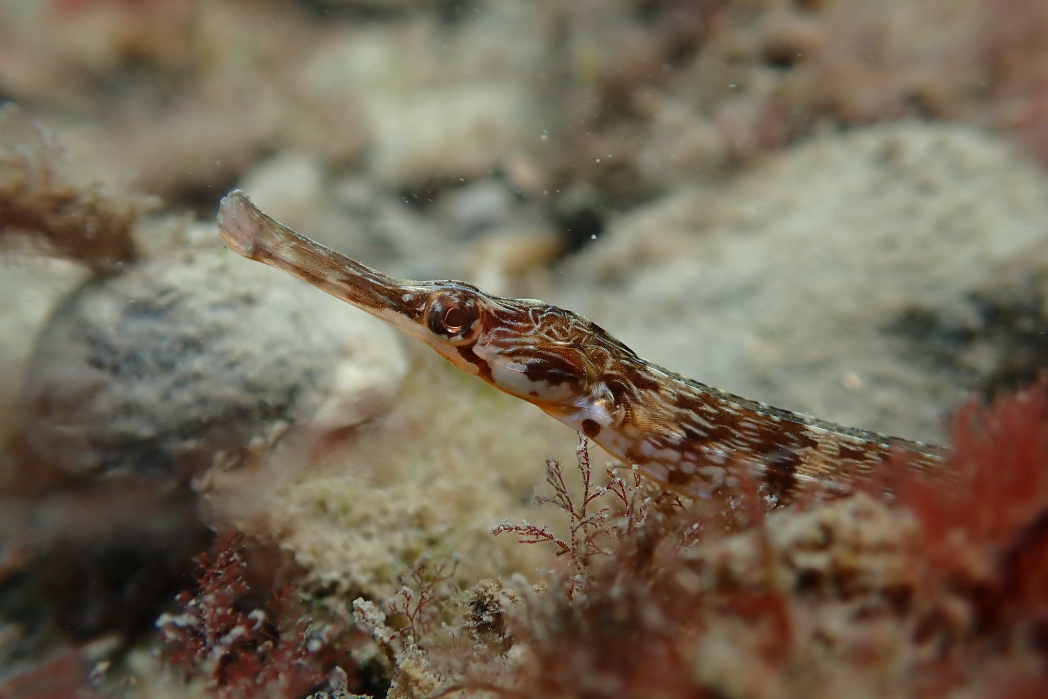 species photo