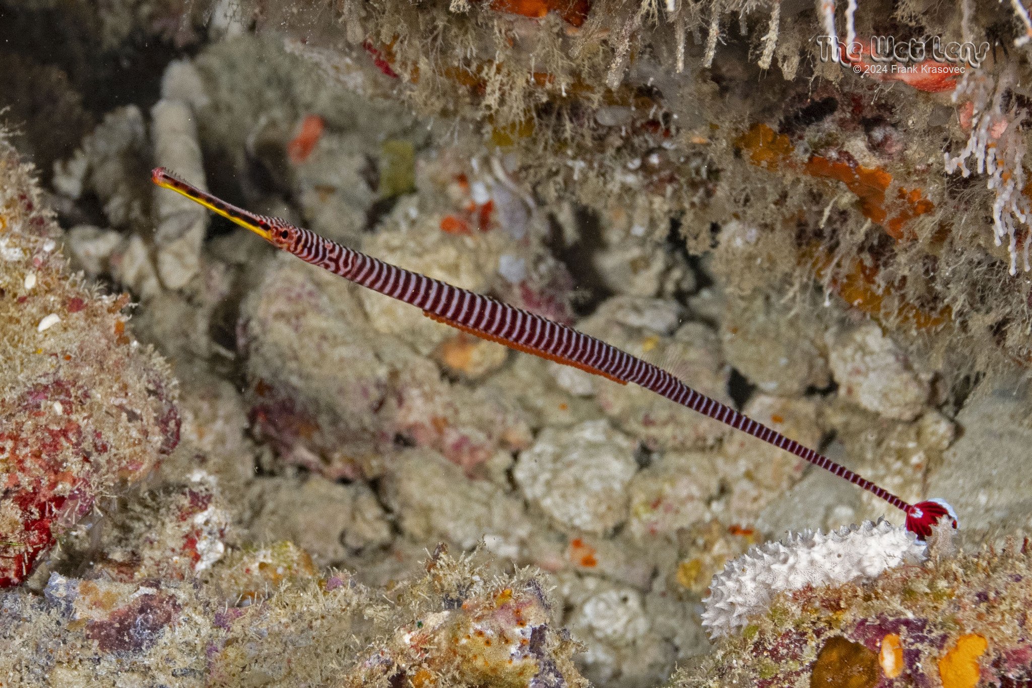 species photo
