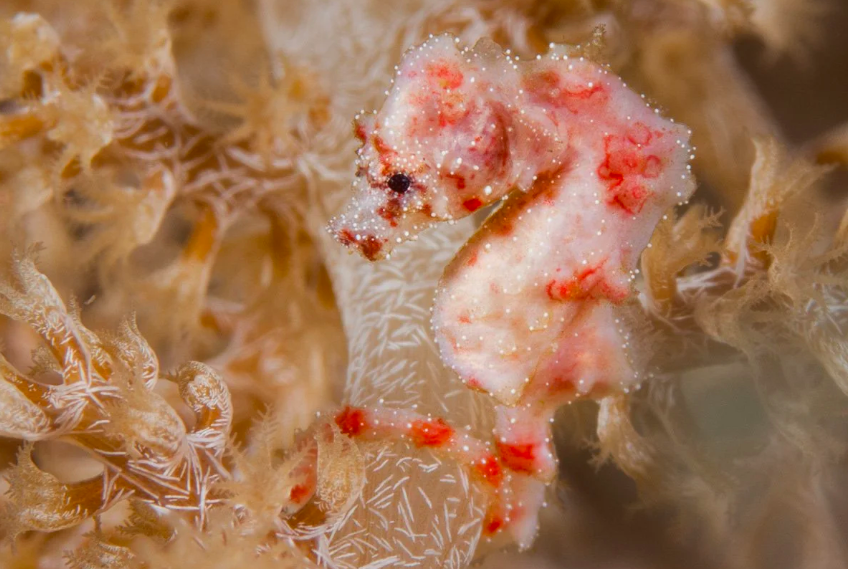 species photo