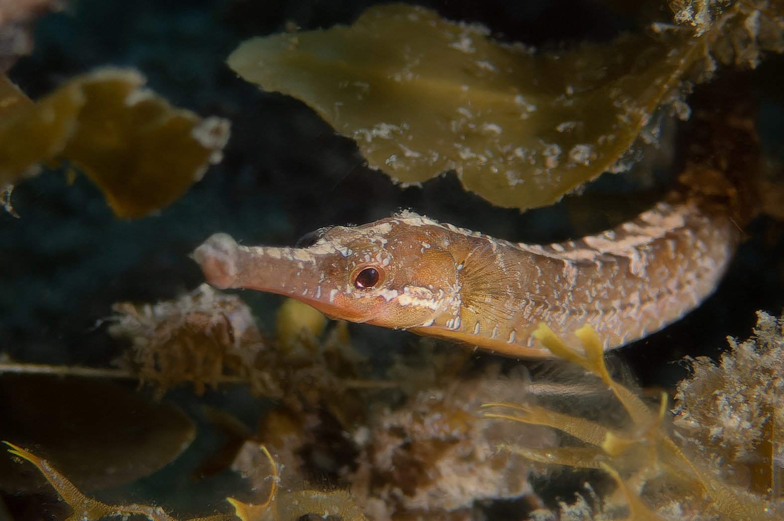 species photo