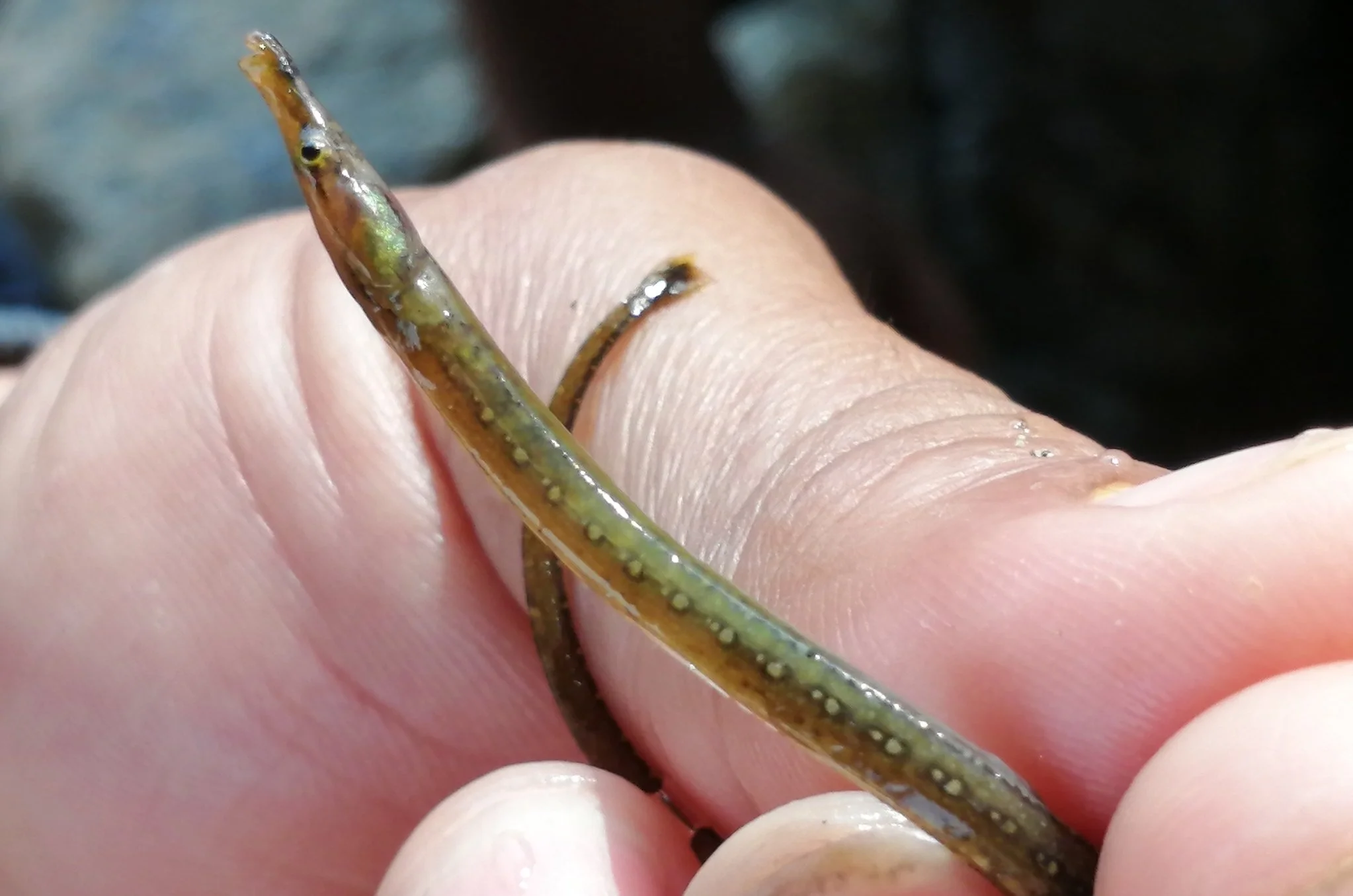 species photo