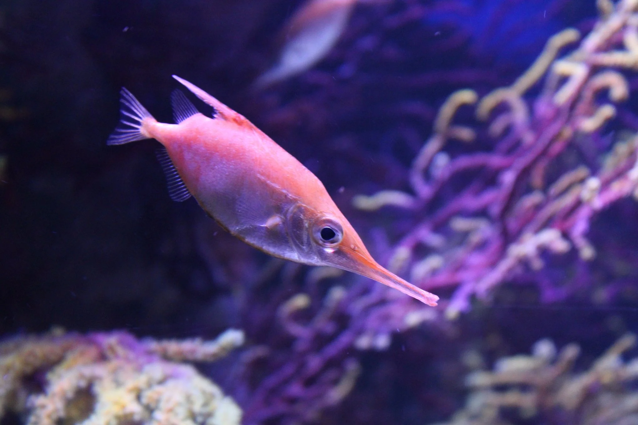  m_scolopax_saraalien1_inat