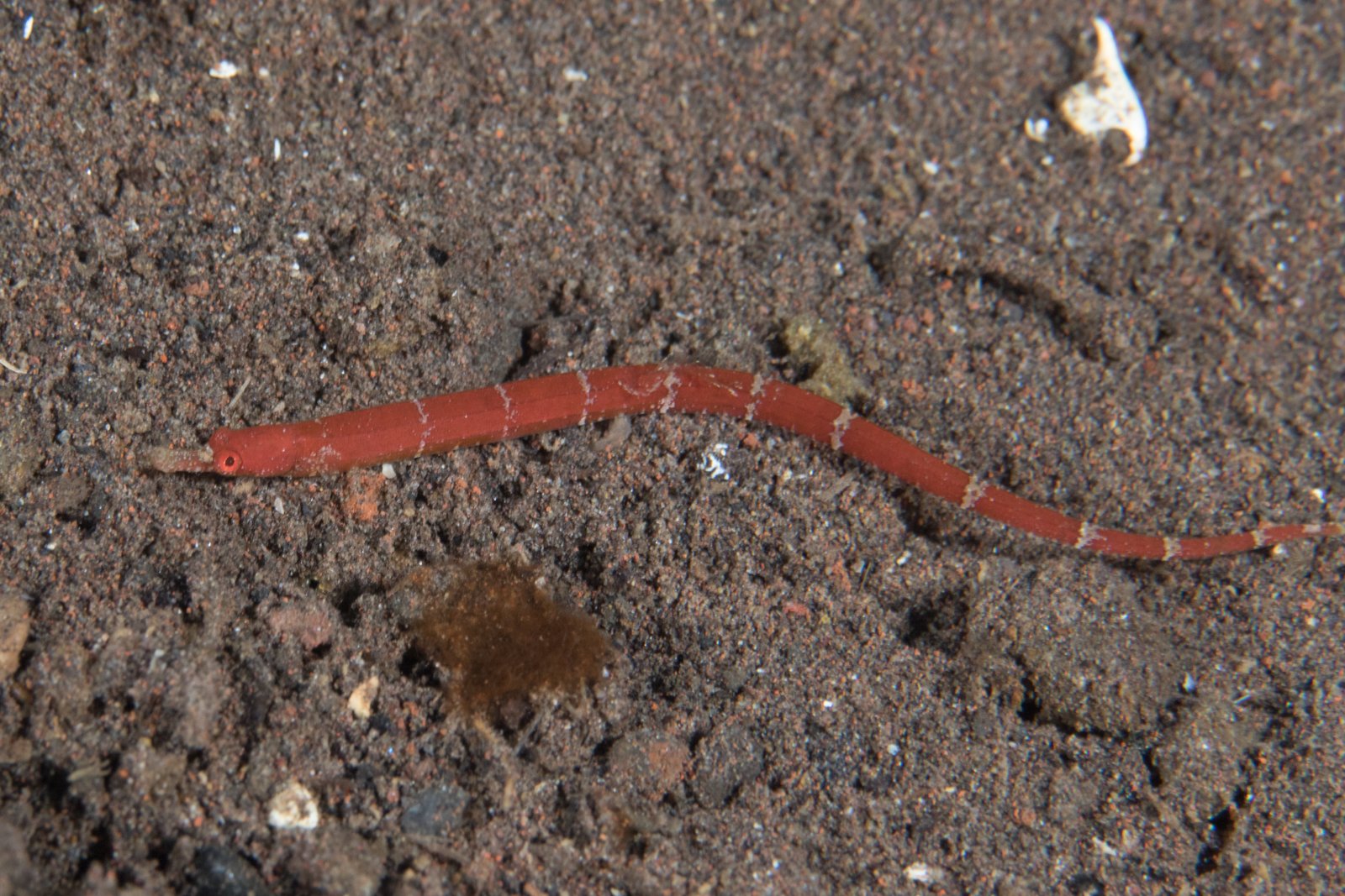 species photo