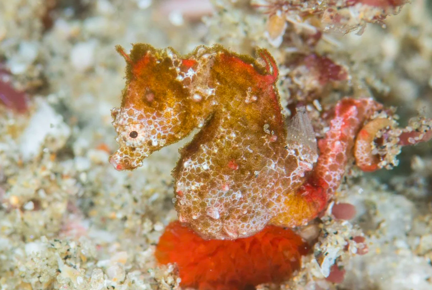 species photo