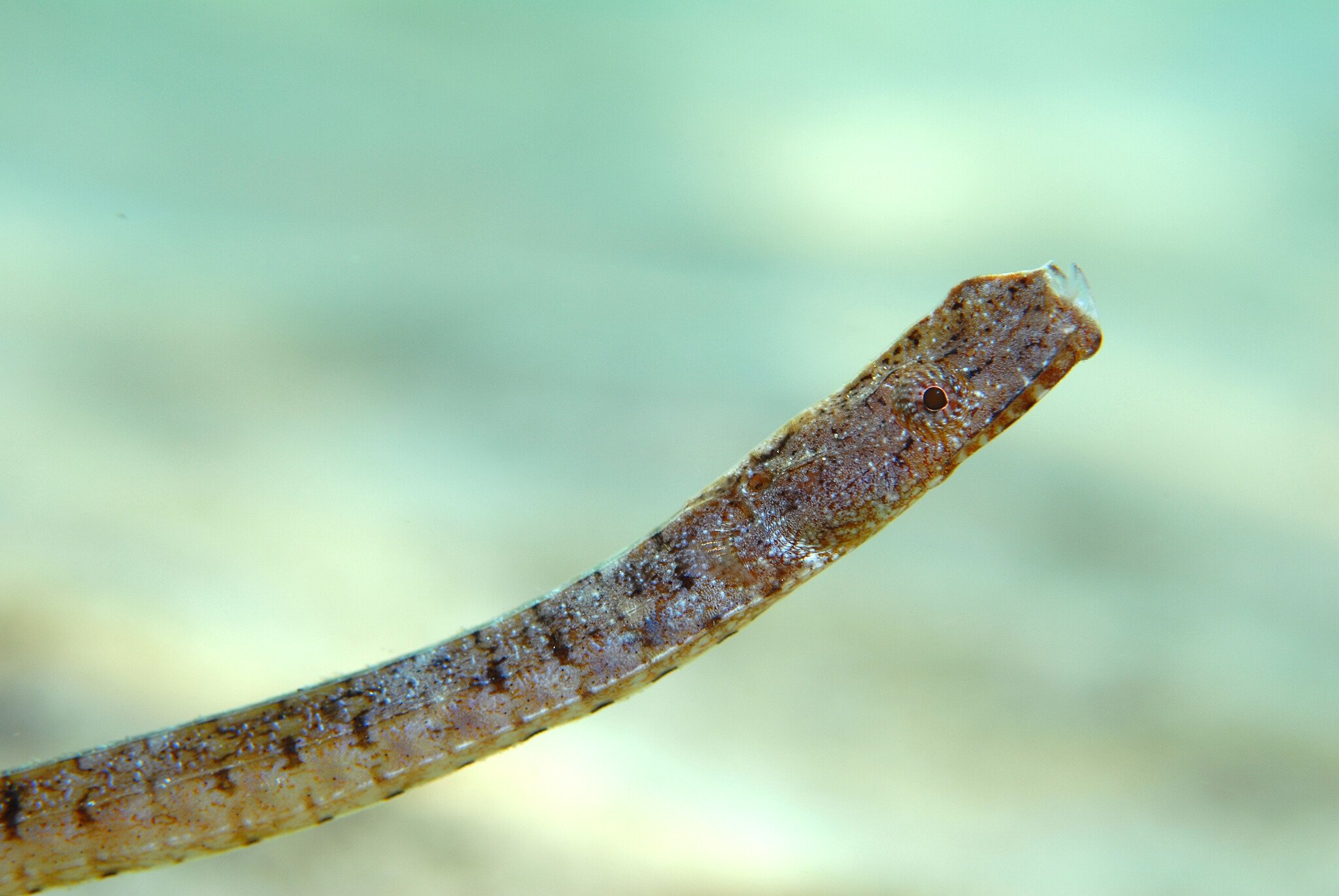 species photo