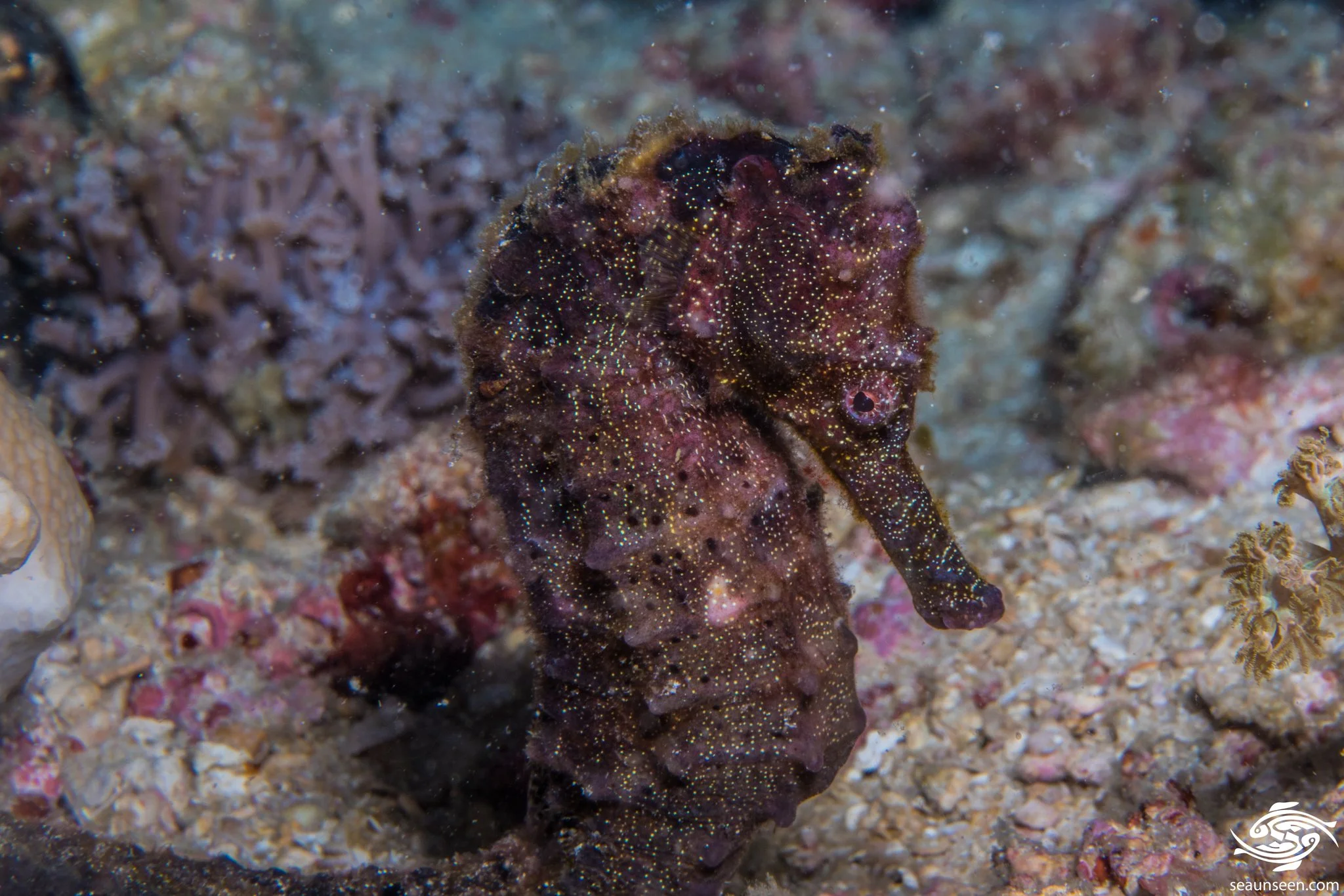 species photo