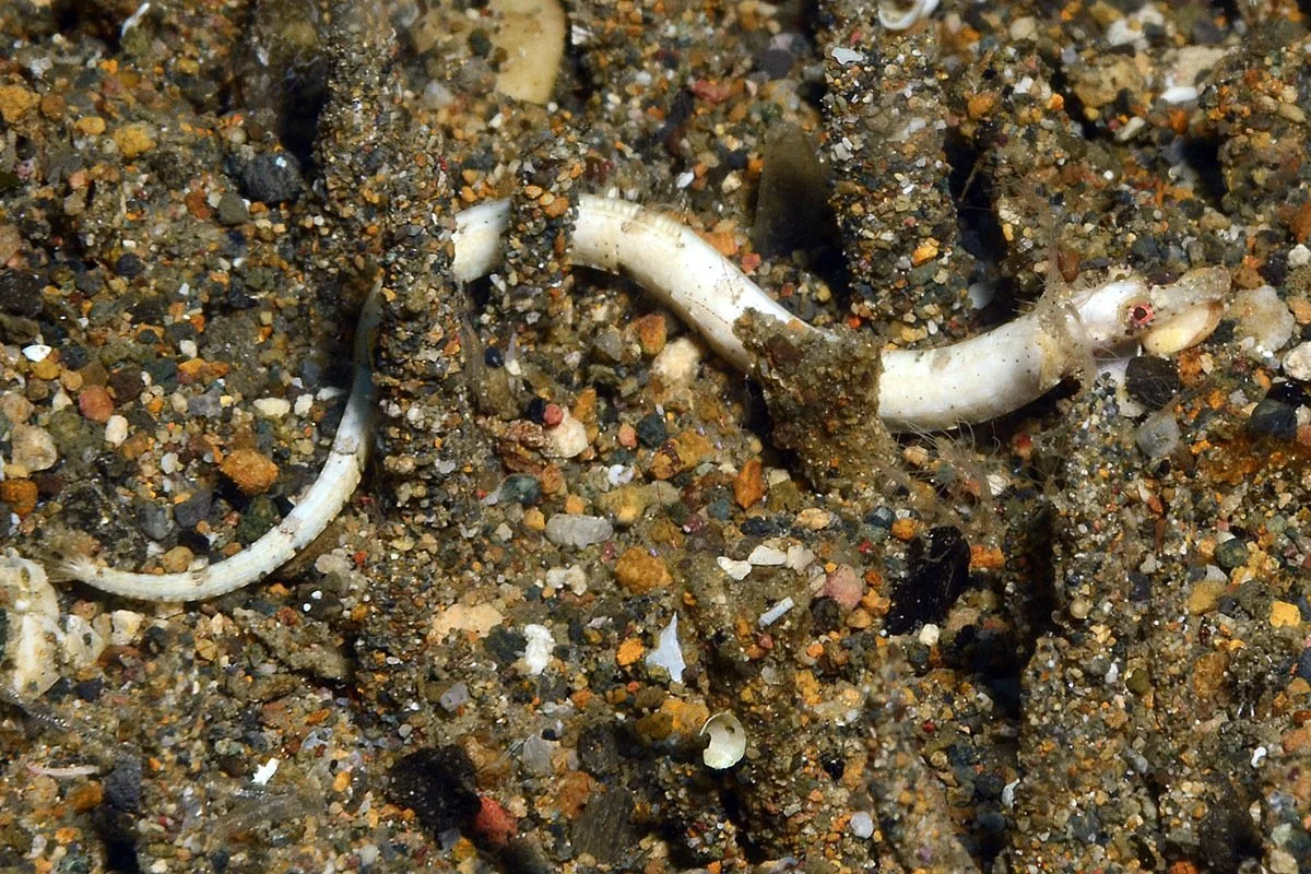 species photo