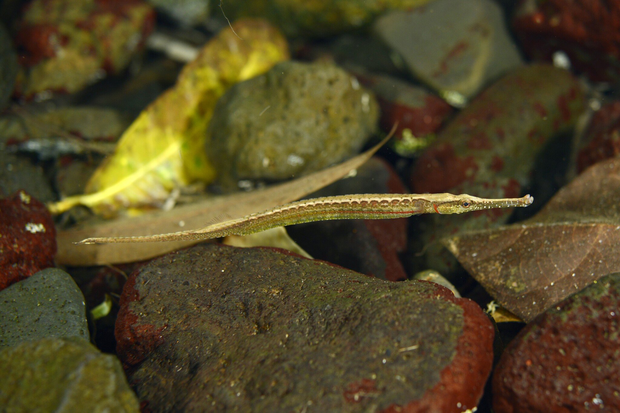 species photo