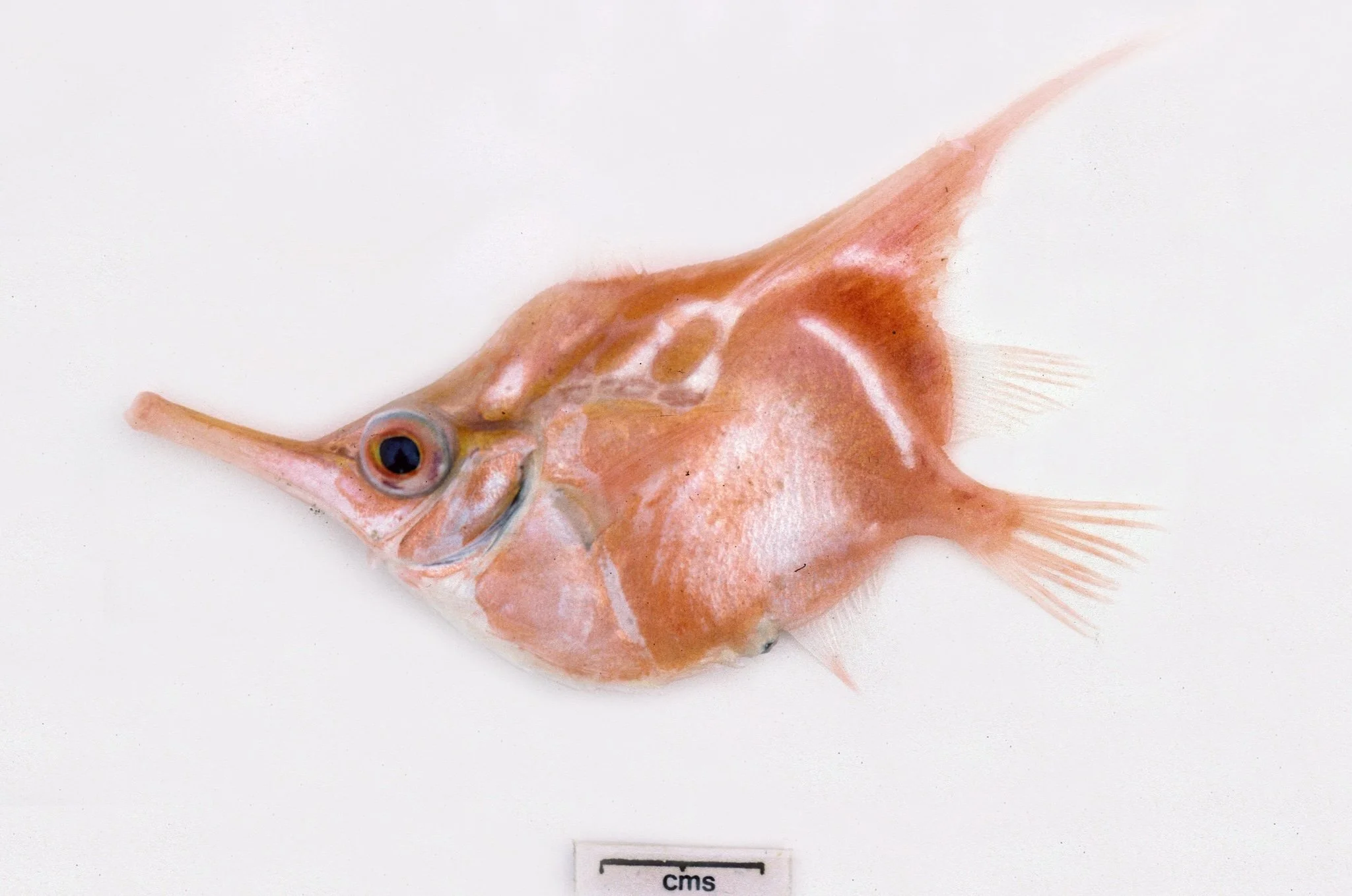  n_xenosoma_ kengraham_inat