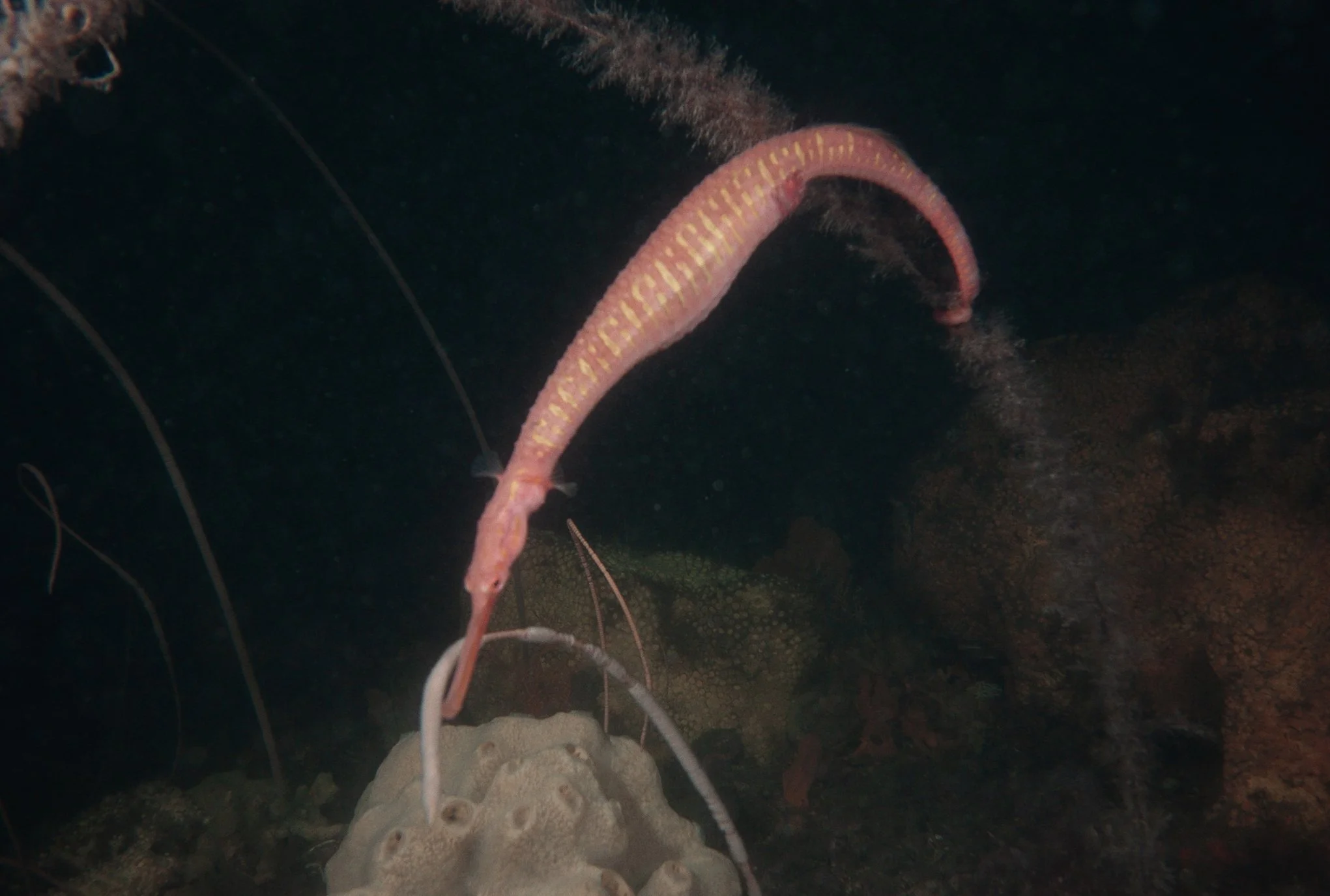 species photo
