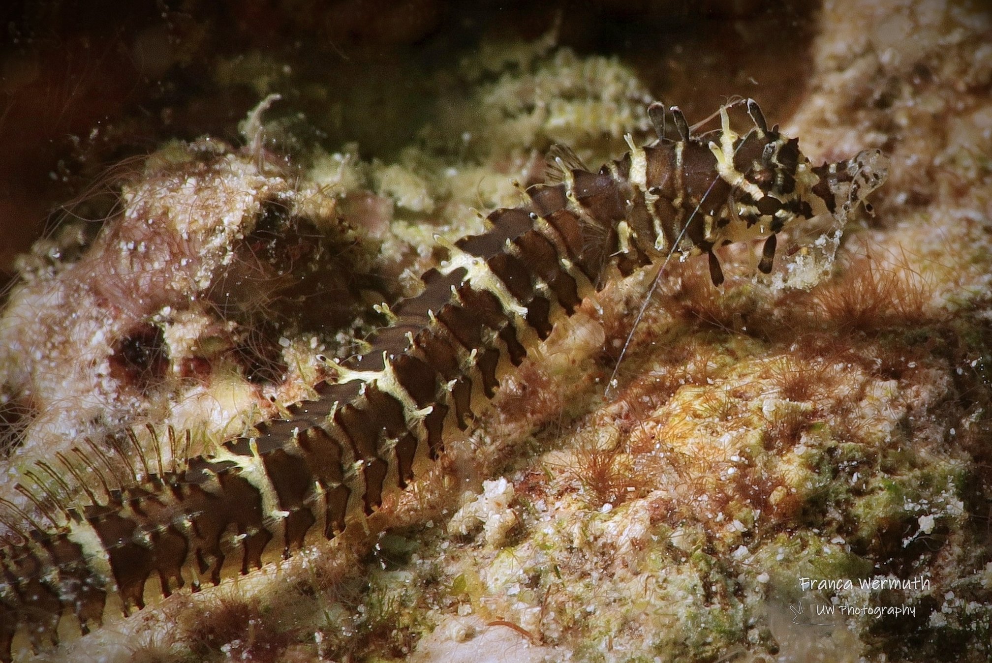 species photo