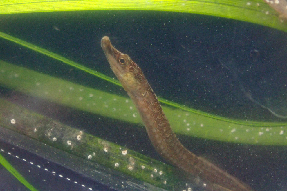 species photo