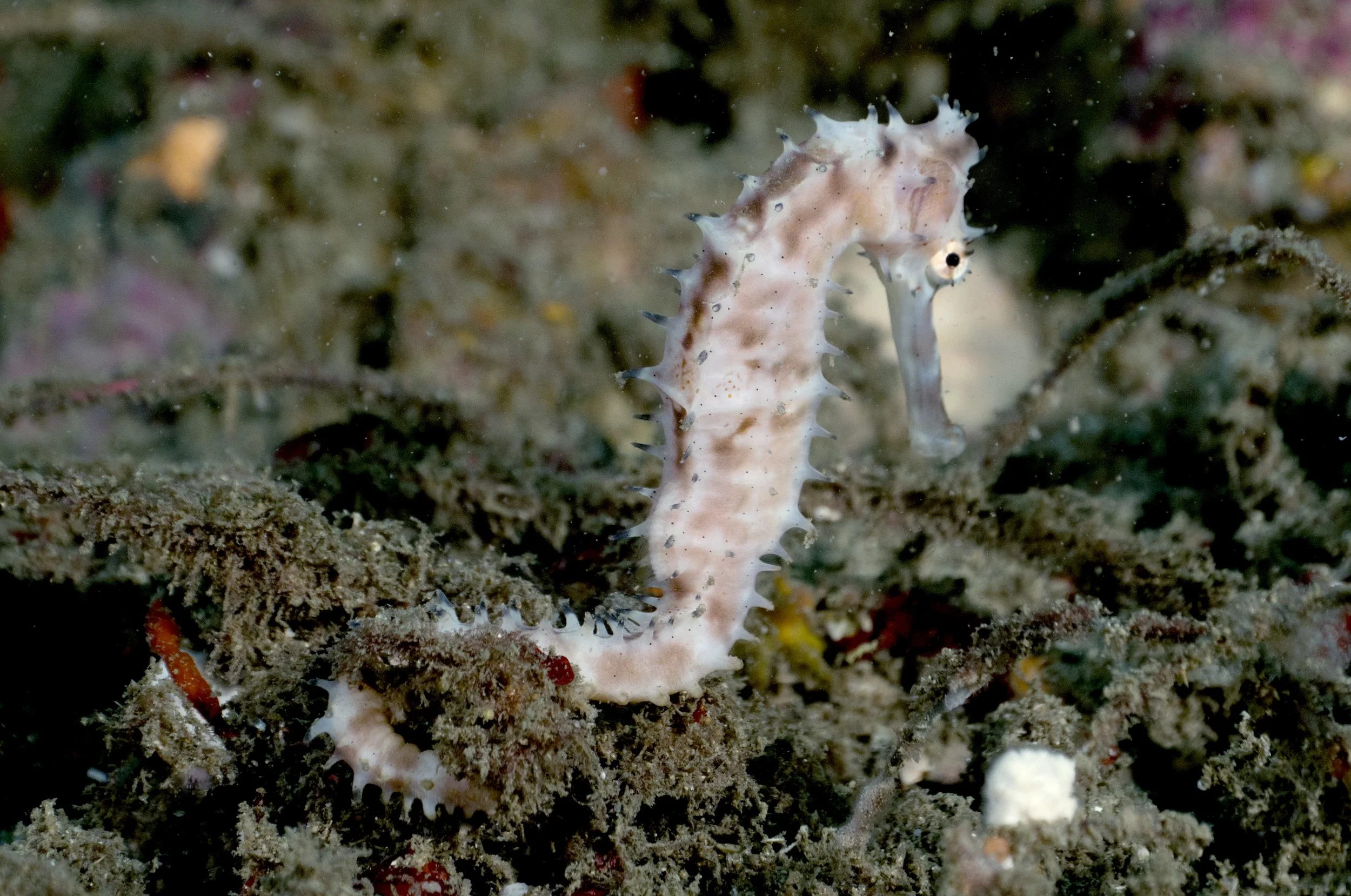 species photo