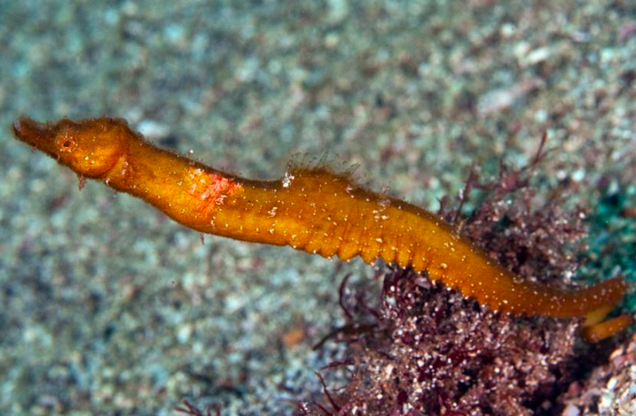 species photo