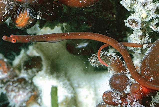 species photo