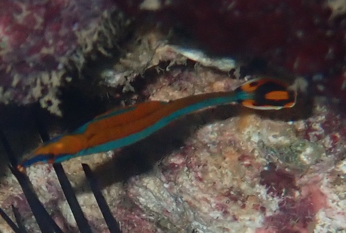 species photo
