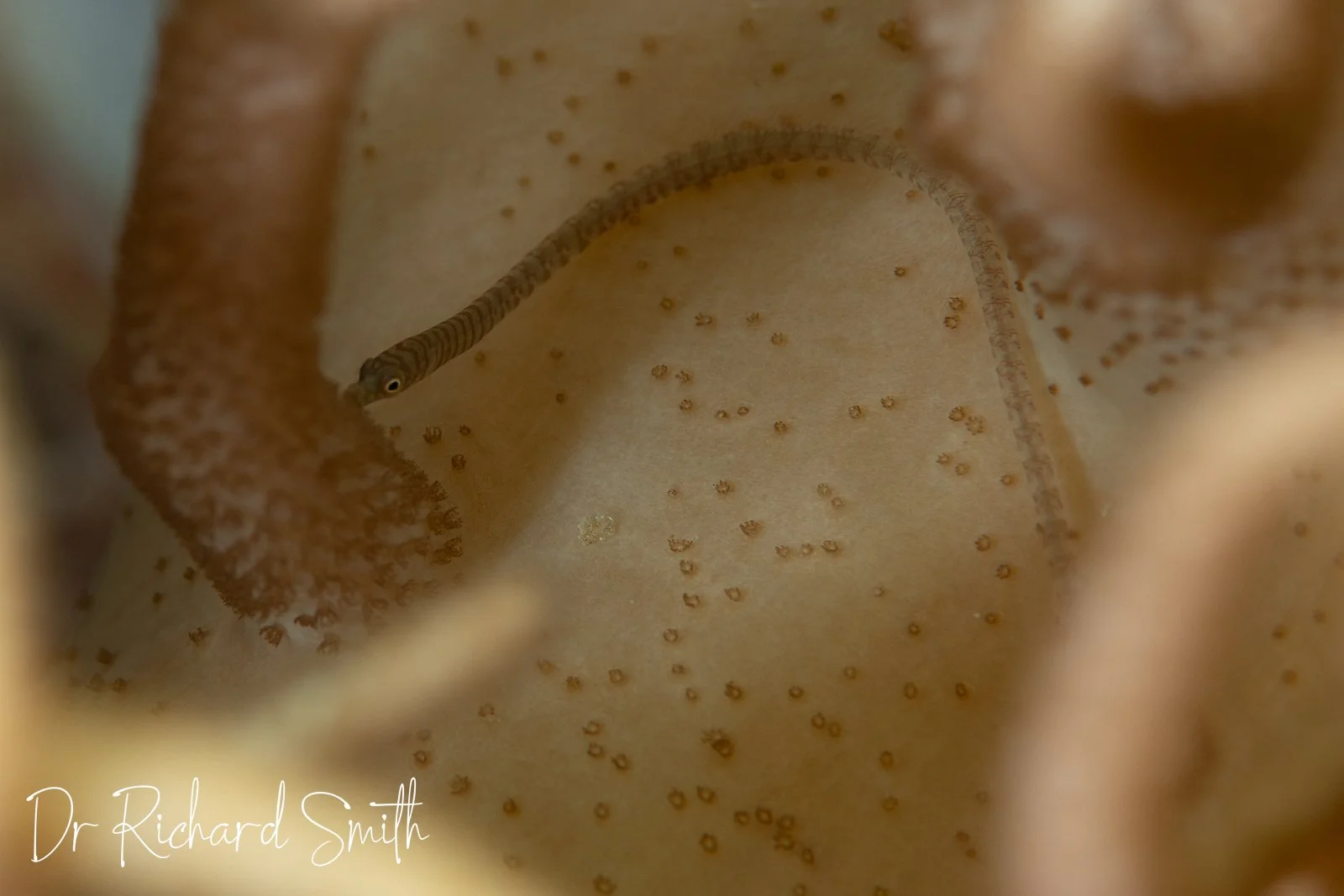 species photo