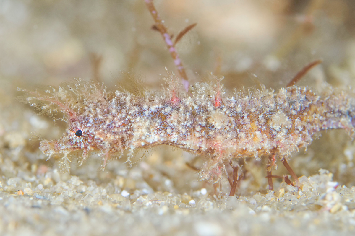 species photo