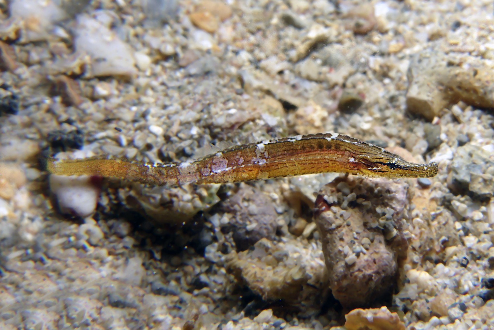 species photo