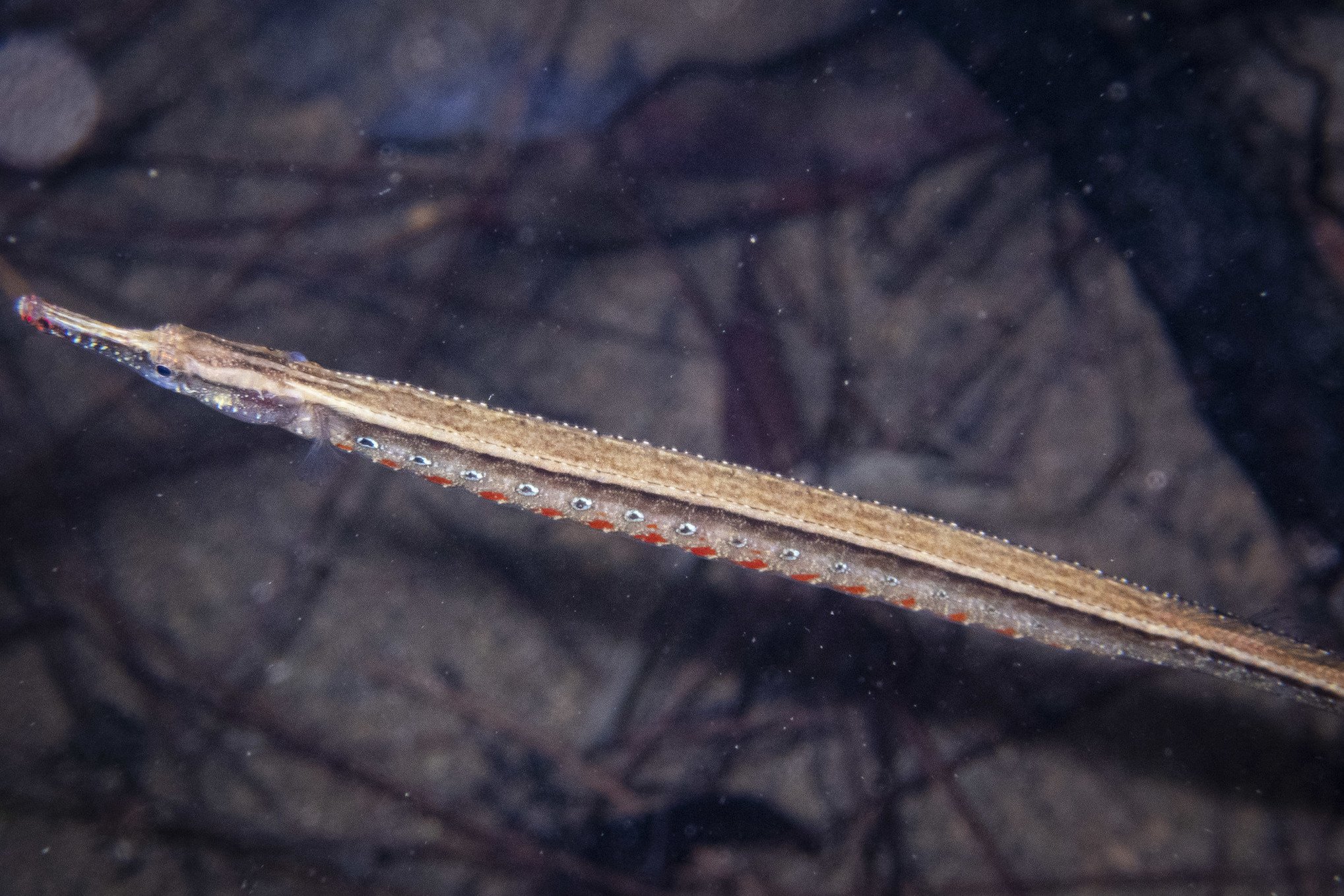 species photo