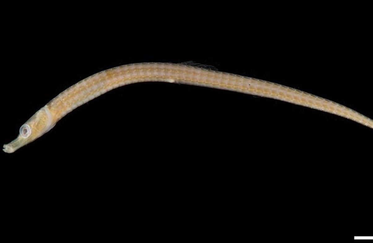 species photo