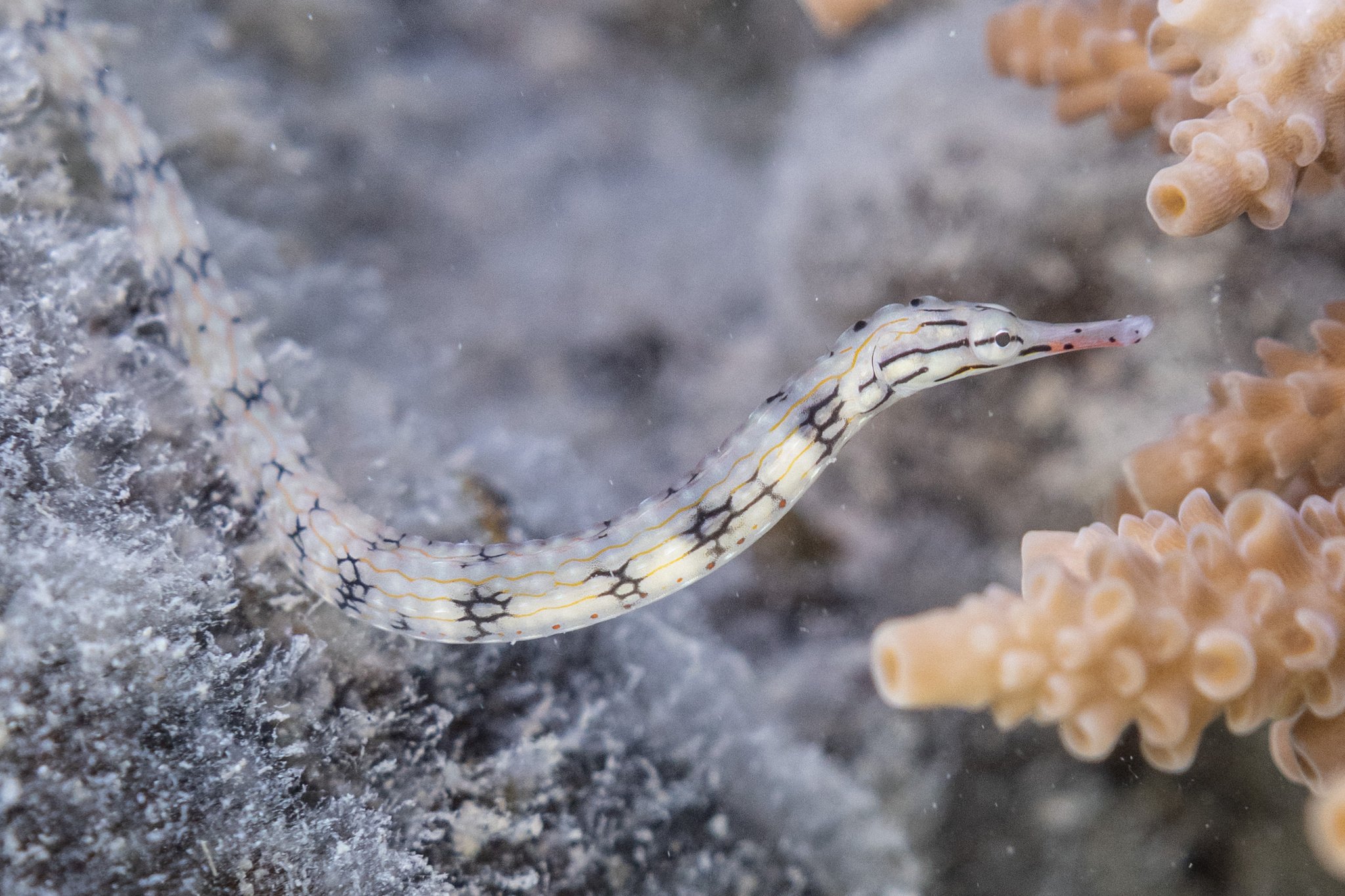 species photo