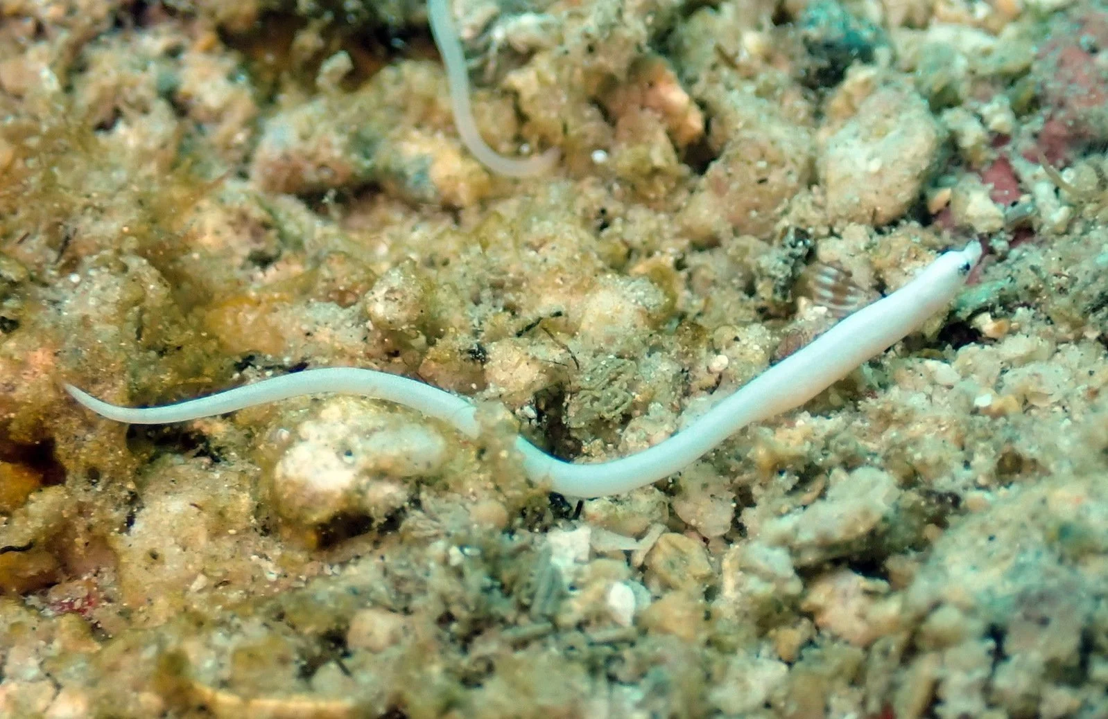 species photo