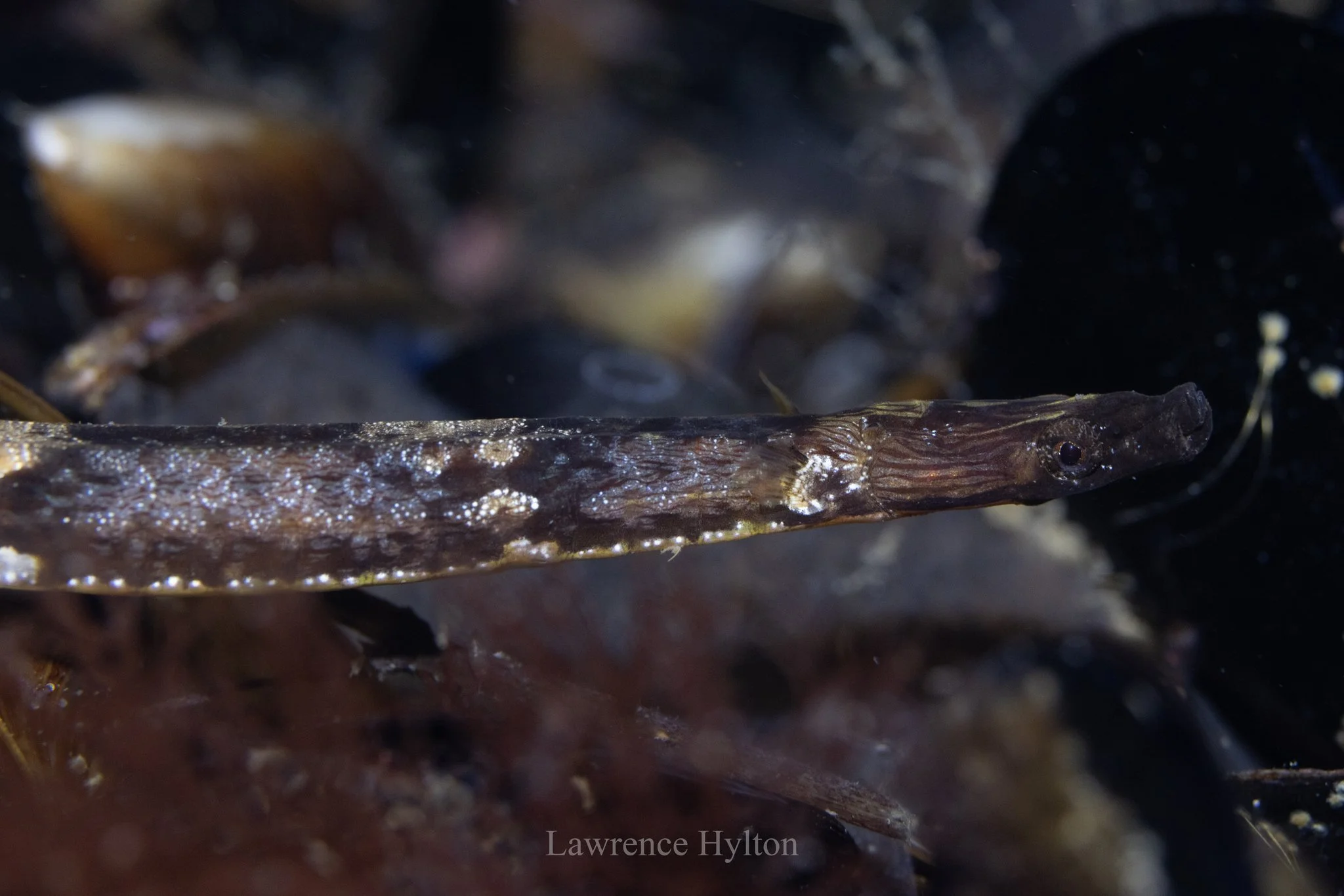 species photo