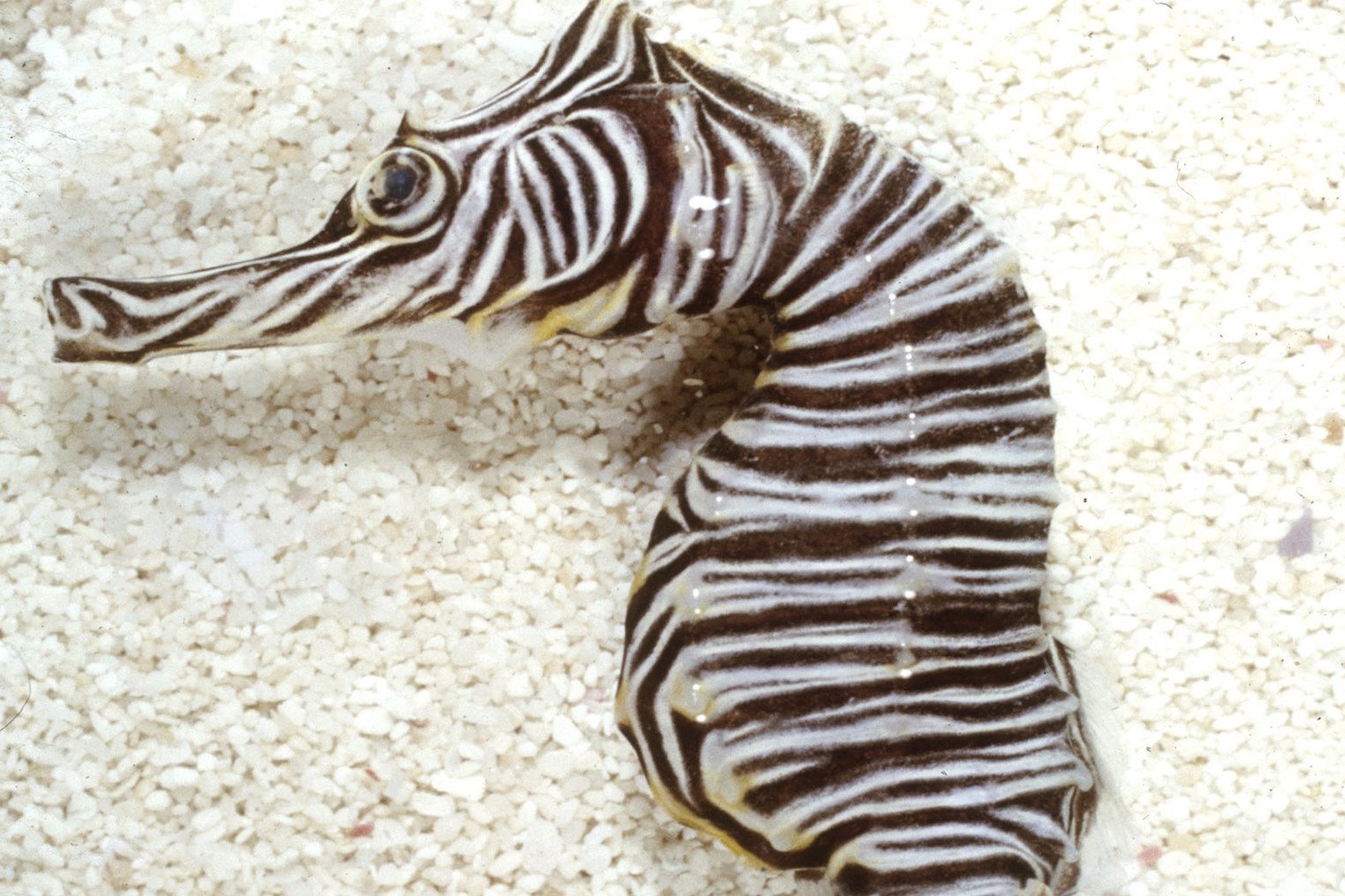 species photo