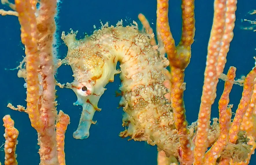 species photo