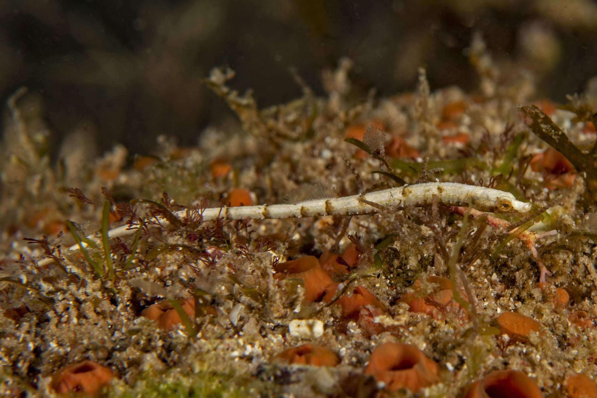 species photo