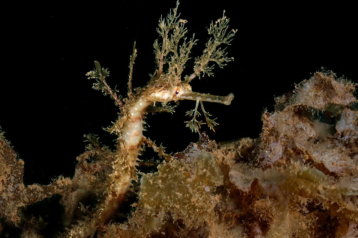 species photo