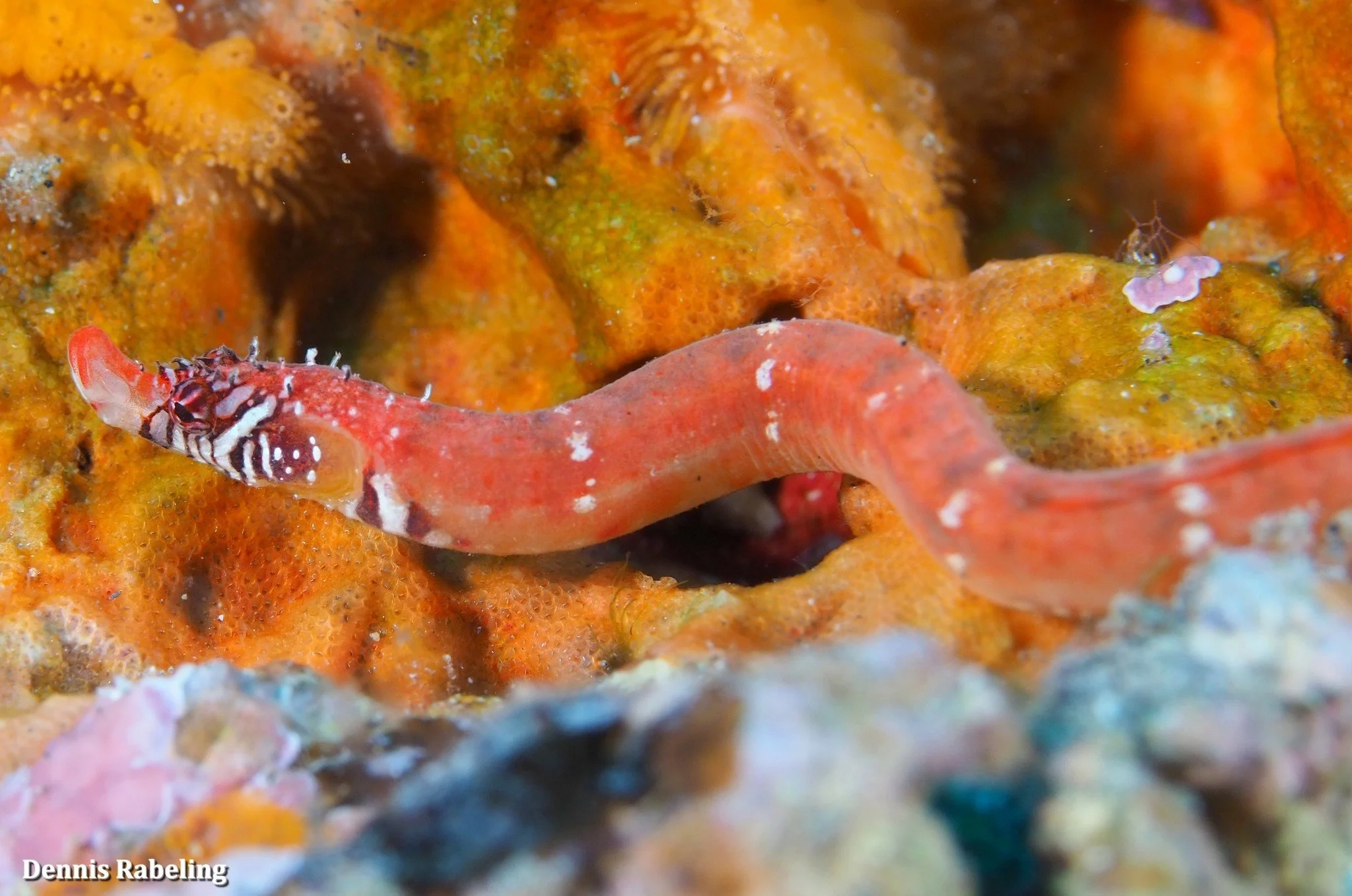 species photo