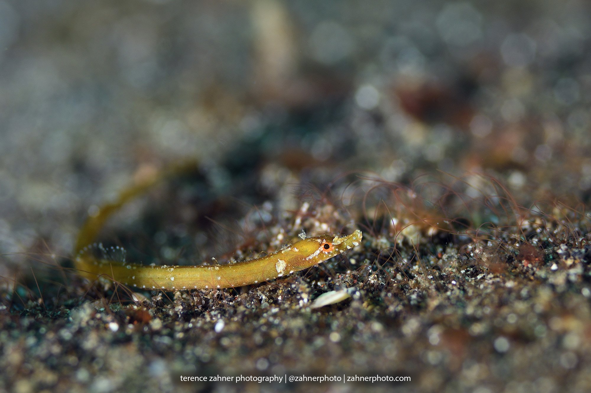 species photo
