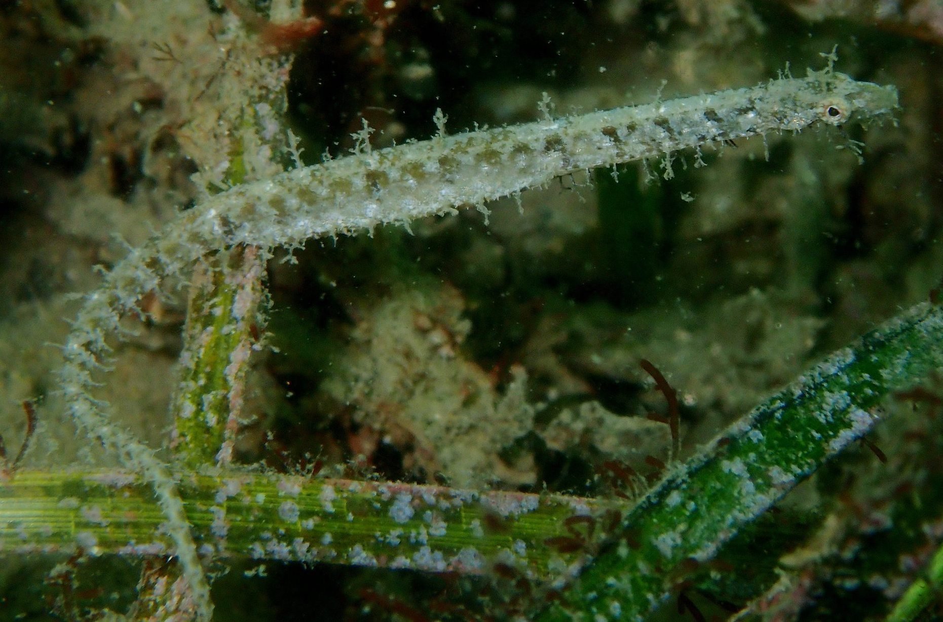 species photo