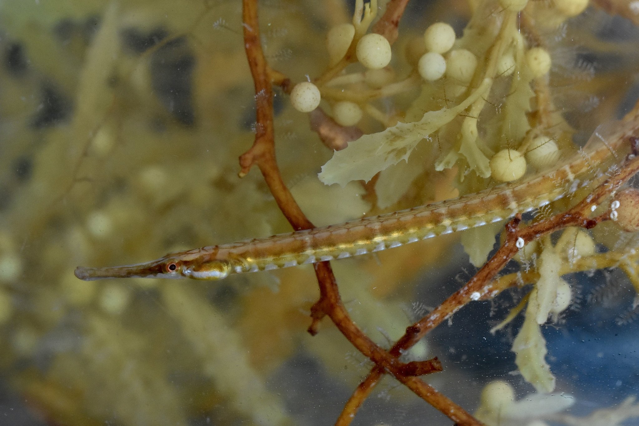 species photo
