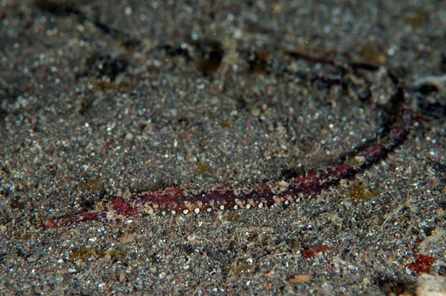 species photo