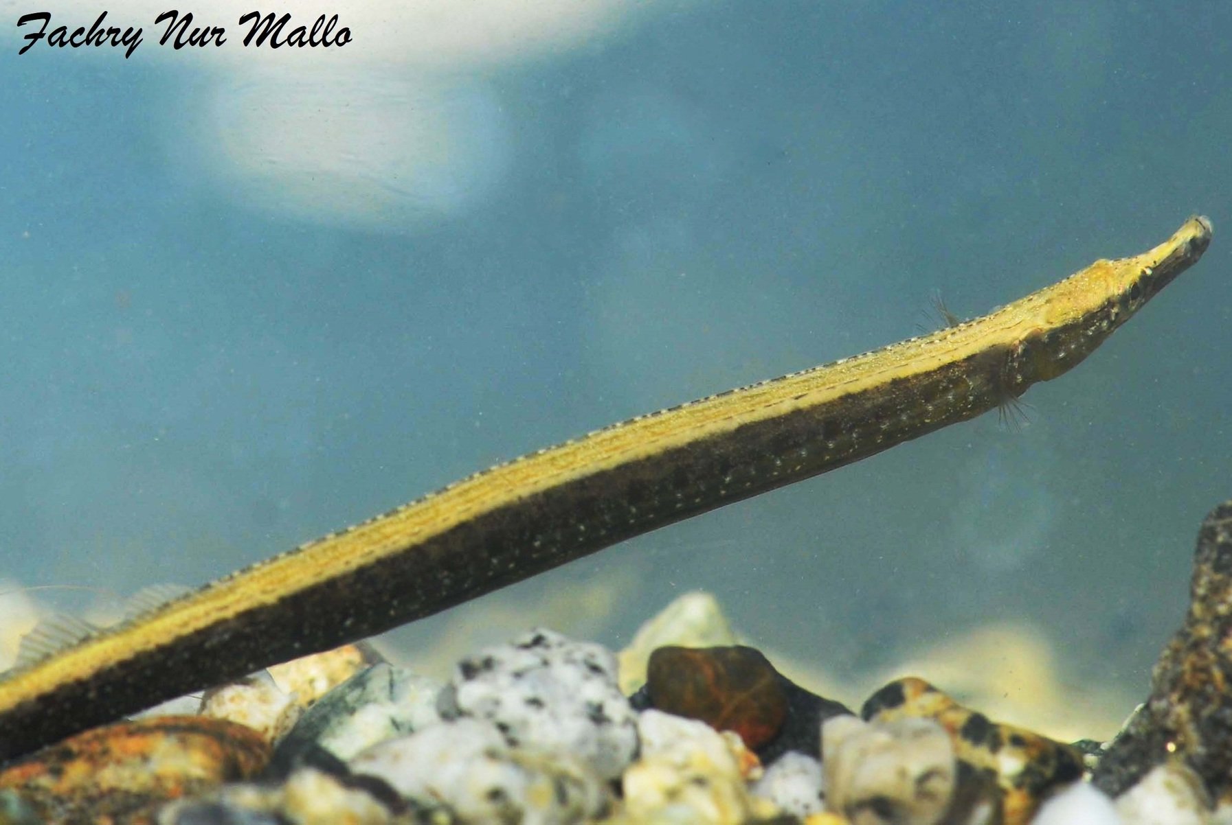 species photo