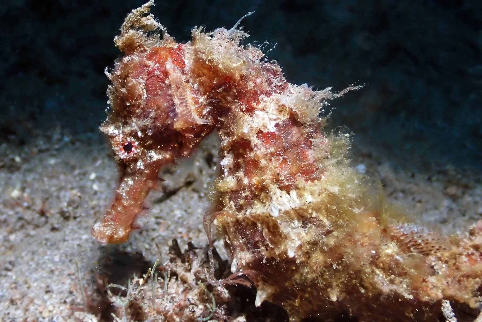 species photo
