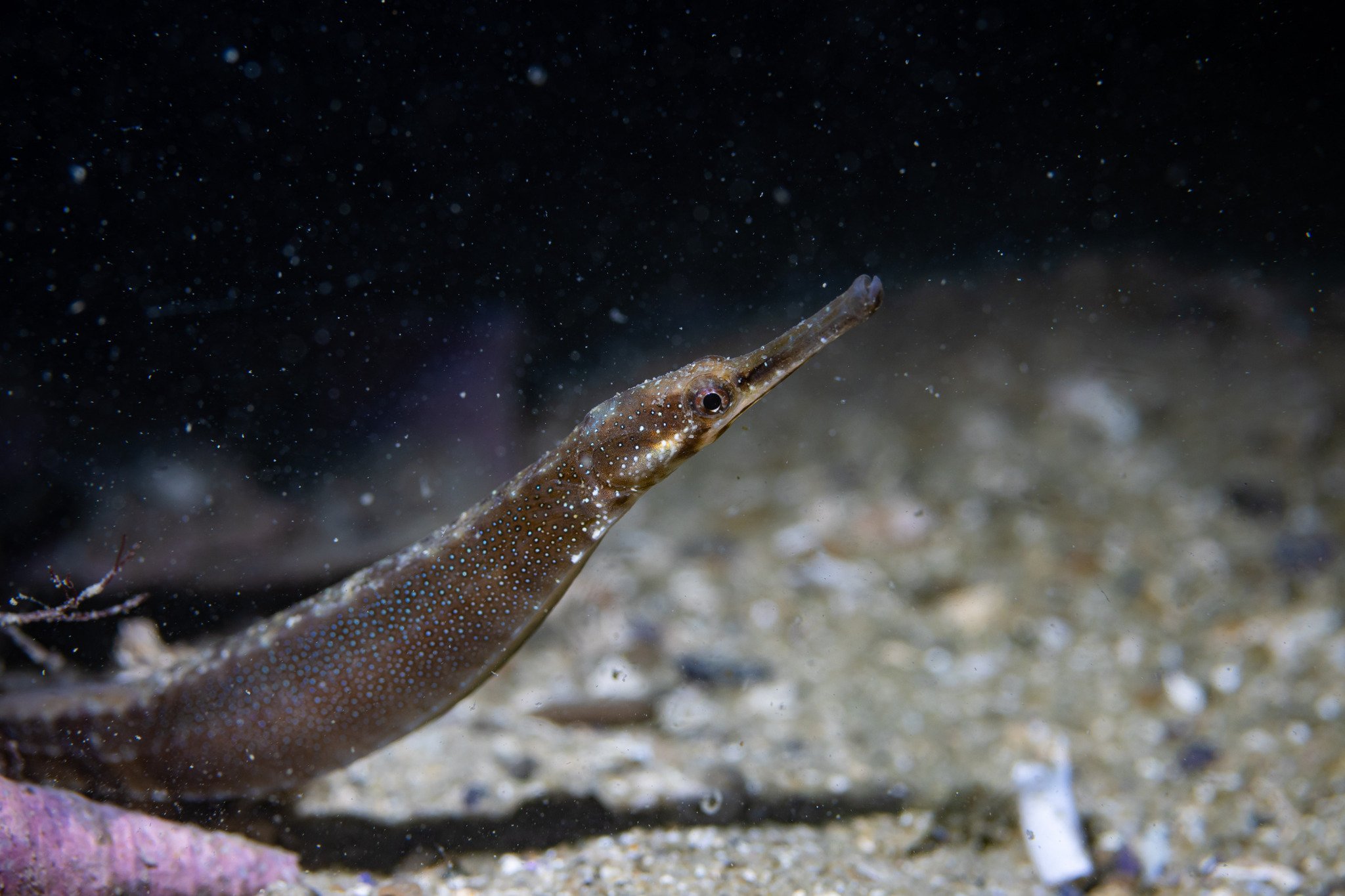 species photo