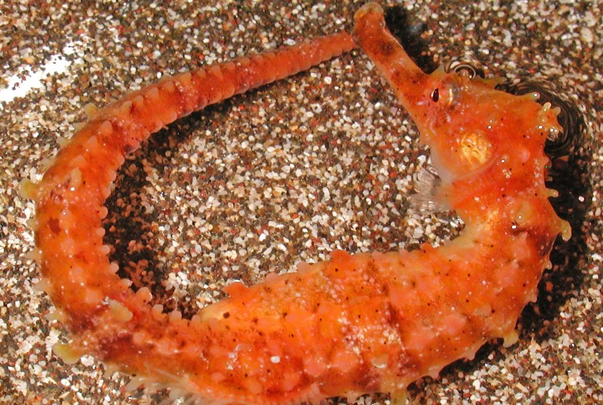 species photo