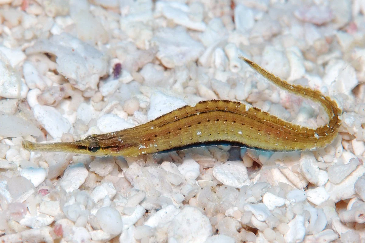species photo