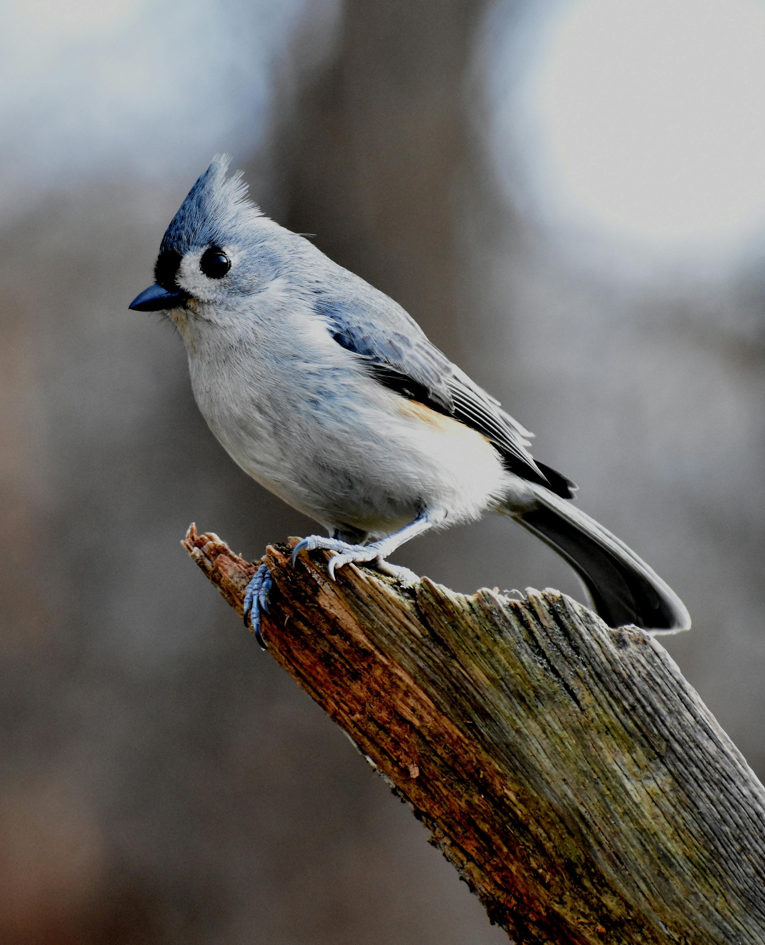 eBird App
